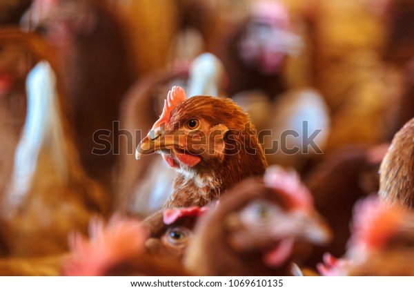 Guide to chicken road spel