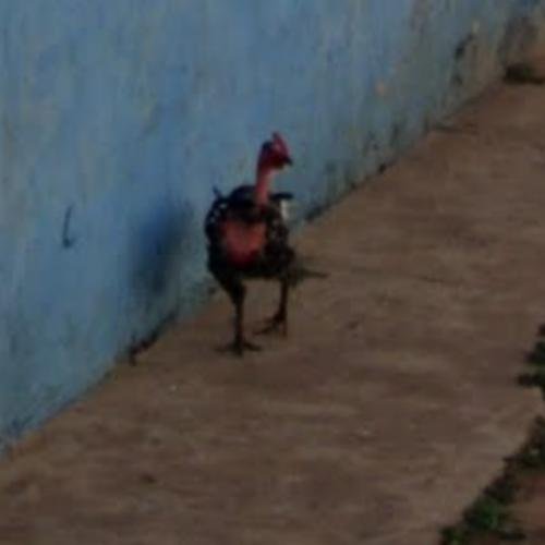 Descoperă MISTERIILE Străzii Poveste a Puiului: Chicken Road Jocul Afectează, chicken road demo